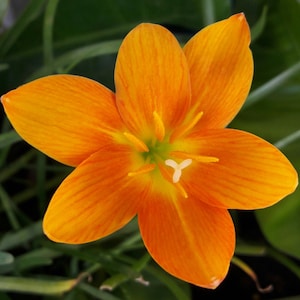 1 Bulb Rain Lily, Zephyranthes &#39;MoonStone&#39;, Rainflower, Fairy Lily, Magic Lily, Zephyr Lily, Atamasco Lily, Flowering Size