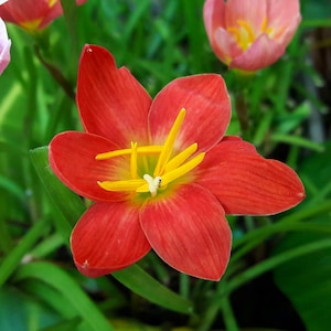 1 Bulb Rain Lily, Zephyranthes &#39;Red Ayothaya&#39;, Rainflower, Fairy Lily, Magic Lily, Zephyr Lily, Atamasco Lily, Flowering Size
