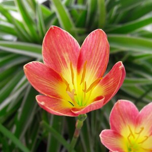 2 Rain Lily Bulbs, Zephyranthes &#39;Crimson Sunset&#39;, Rainflower, Fairy Lily, Magic Lily, Zephyr Lily, Atamasco Lily, Flowering Size