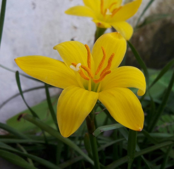 Zephyranthes 'Midas Touch