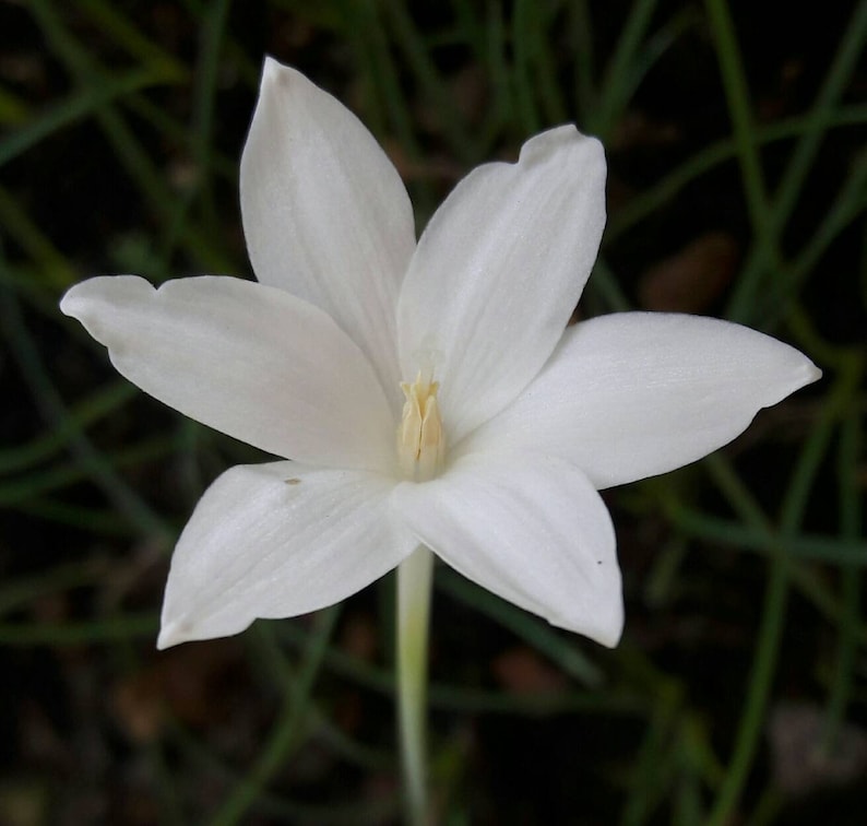 3 Fragrant Rain Lily Bulbs, Zephyranthes 'traubii', Rainflower, Fairy