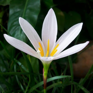 Rain Lily Bulb, Zephyranthes &#39;Drop Of Water&#39;, Rainflower, Fairy Lily, Magic Lily, Zephyr Lily, Atamasco Lily, Flowering Size