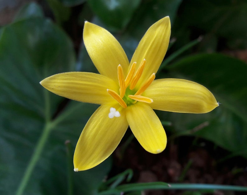 Rain Lily Bulb Zephyranthes 'Yolkster' Rainflower Fairy Magic Lily Flower Size
