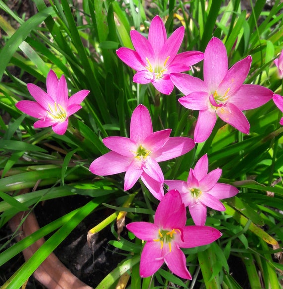 5 BULBS WHITE  RAIN LILY ZEPHYRANTHES ROSEA .FLOWERING SIZE. 