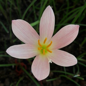 1 Bulb Rain Lily, Zephyranthes &#39;Snow Pink&#39;, Rainflower, Fairy Lily, Magic Lily, Zephyr Lily, Atamasco Lily, Flowering Size