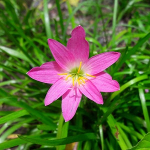 5 Bulbs Rosy Rain Lily, Zephyranthes 'Rosea', Rainflower, Rose Fairy Lily, Pink Magic Lily, Cuban Zephyr Lily, Atamasco Lily, Flowering Size image 9