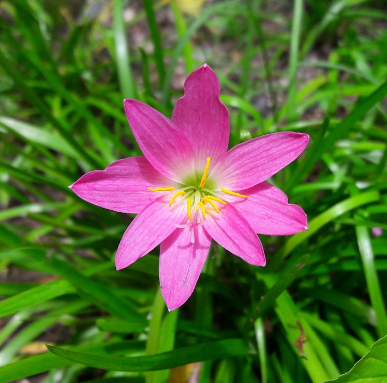 5 Bulbs Rosy Rain Lily, Zephyranthes 'Rosea', Rainflower, Rose Fairy Lily, Pink Magic Lily, Cuban Zephyr Lily, Atamasco Lily, Flowering Size image 9