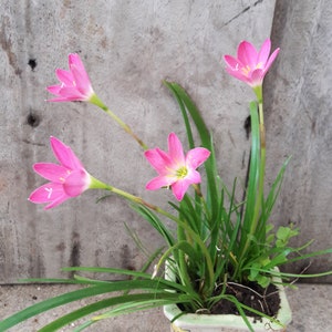 5 Bulbs Rosy Rain Lily, Zephyranthes 'Rosea', Rainflower, Rose Fairy Lily, Pink Magic Lily, Cuban Zephyr Lily, Atamasco Lily, Flowering Size image 6