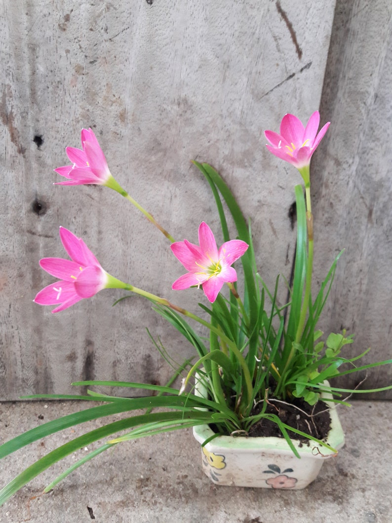 5 Bulbs Rosy Rain Lily, Zephyranthes 'Rosea', Rainflower, Rose Fairy Lily, Pink Magic Lily, Cuban Zephyr Lily, Atamasco Lily, Flowering Size image 6