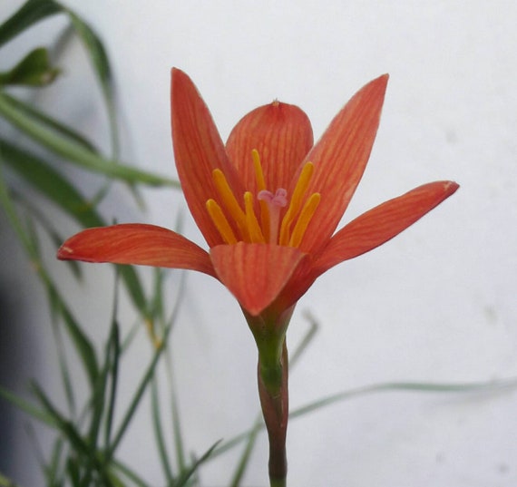 Details about   Rain Lily Bulb Zephyranthes 'Apple Jack' Rainflower Fairy Magic Lily Flower Size