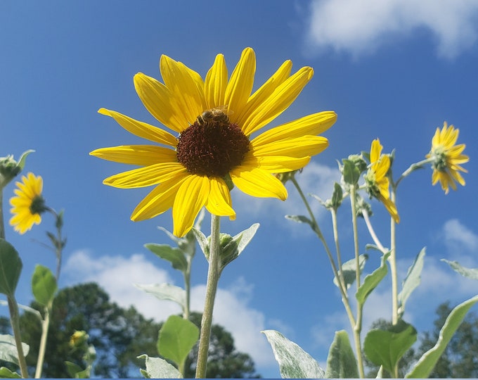 Sunflower, Silverleaf Sunflower, Helianthus argophyllus, 25 Seeds Per Pack, Organic, Heirloom, GMO Free