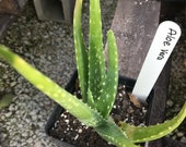 Aloe Vera, Asphodelaceae, Aloe, 4in Potted Plant, Organic, GMO Free