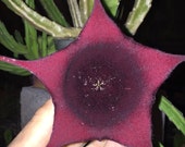 Cactus, Stapelia, Stapelia Leendertziae, Cactus, 4in pot, Stapelia Cactus