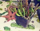 Stapelia orbea, Cactus Arrangements, Stapelia Cactus, 4 quot pot, Outdoor Gardening