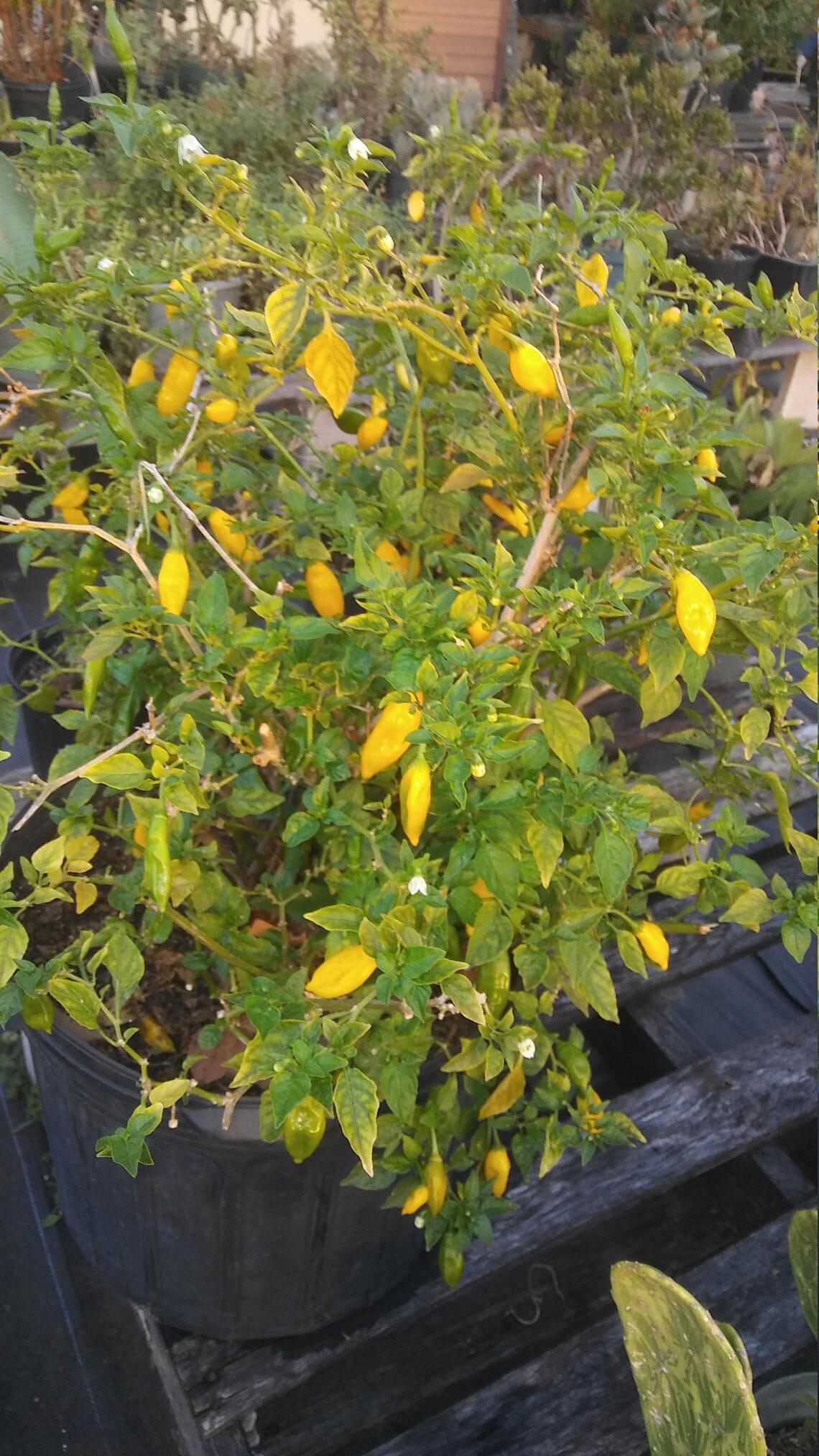 Lemon Drop Pepper Capsicum Baccatum 4in pot Pepper Plant Etsy