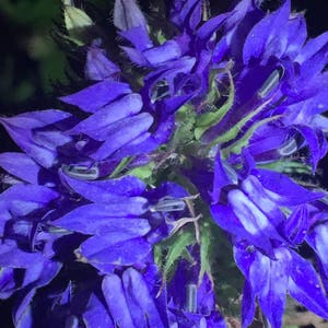 Lobelia combo pack, Blue Lobelia, Lobelia Siphilitica, Indian Lobelia, Lobelia inflata, Medicinal Seeds, Organic,, GMO Free, Heirloom