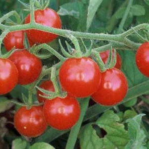 May include: A close-up of a cluster of ripe, red cherry tomatoes on the vine. The tomatoes are round and glossy, with green stems and leaves. The image is well-lit, highlighting the vibrant colors and textures of the fresh produce.