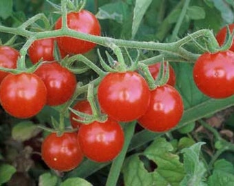 Tomatoes, Matt's Wild Cherry, Solanum Lycopersicum,Heirloom Edible Seeds,  40 Seeds Per Pack, Organic, GMO Free, Organic Gardening,