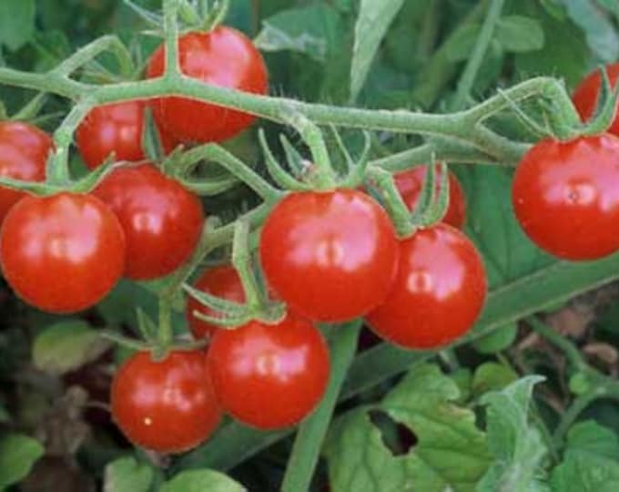 Tomatoes, Matt's Wild Cherry, Solanum Lycopersicum,Heirloom Edible Seeds,  40 Seeds Per Pack, Organic, GMO Free, Organic Gardening,