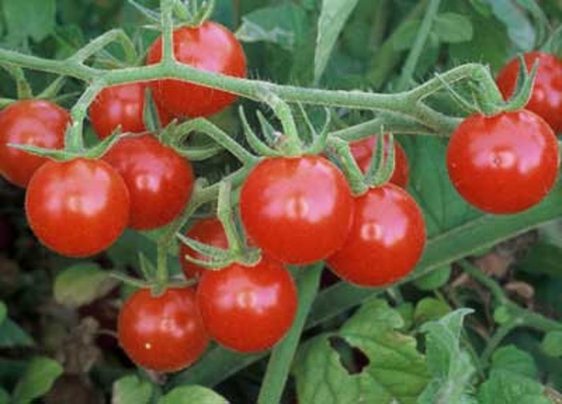 May include: A close-up of a cluster of ripe, red cherry tomatoes on the vine. The tomatoes are round and glossy, with green stems and leaves. The image is well-lit, highlighting the vibrant colors and textures of the fresh produce.