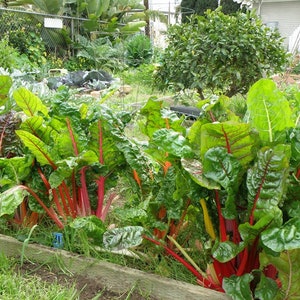 Rainbow Swiss Chard, Beta vulgaris subsp. vulgaris, Organic Seeds, 50 Seeds Per Pack , Heirloom Seeds, GMO Free Seeds, Edible Seeds image 4