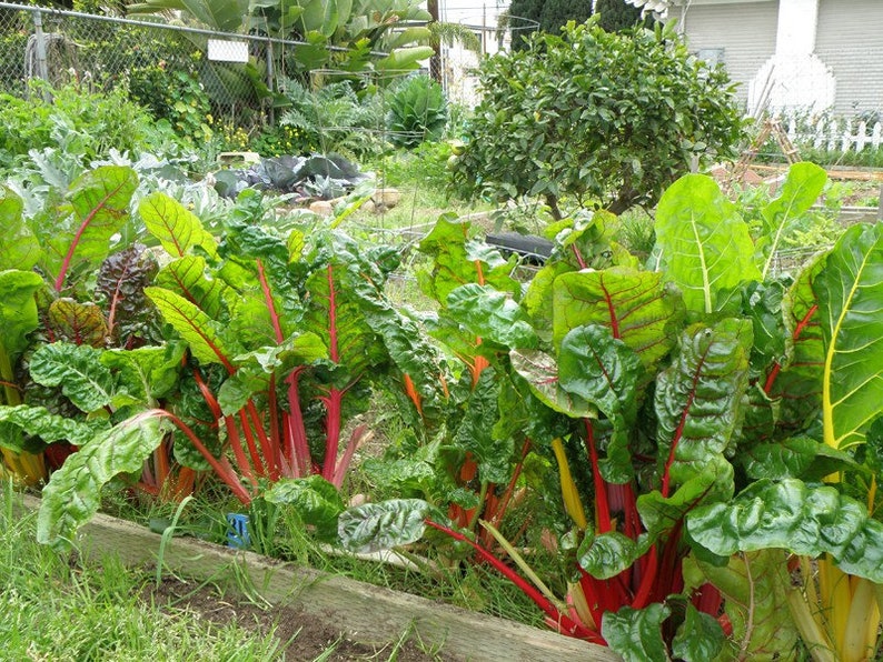 Rainbow Swiss Chard, Beta vulgaris subsp. vulgaris, Organic Seeds, 50 Seeds Per Pack , Heirloom Seeds, GMO Free Seeds, Edible Seeds image 4