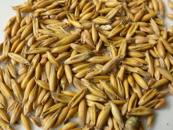 Organic Cat Grass Seed Pack 50 seeds per pack common oats Avena Sativa Organic Cat Grass Seed Pack 50 seeds per pack common oats Avena Sativa