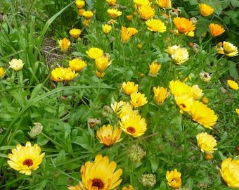 Graines médicinales, calendula, calendula officinalis, bio, héritage, 20 graines par paquet. Graines d'Asteraceae sans OGM