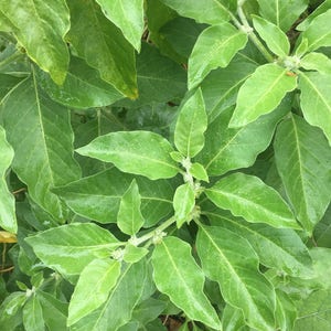 Peut inclure: Gros plan sur une plante verte feuillue &agrave; la surface textur&eacute;e. Les feuilles sont dispos&eacute;es en grappe et ont une forme l&eacute;g&egrave;rement pointue.
