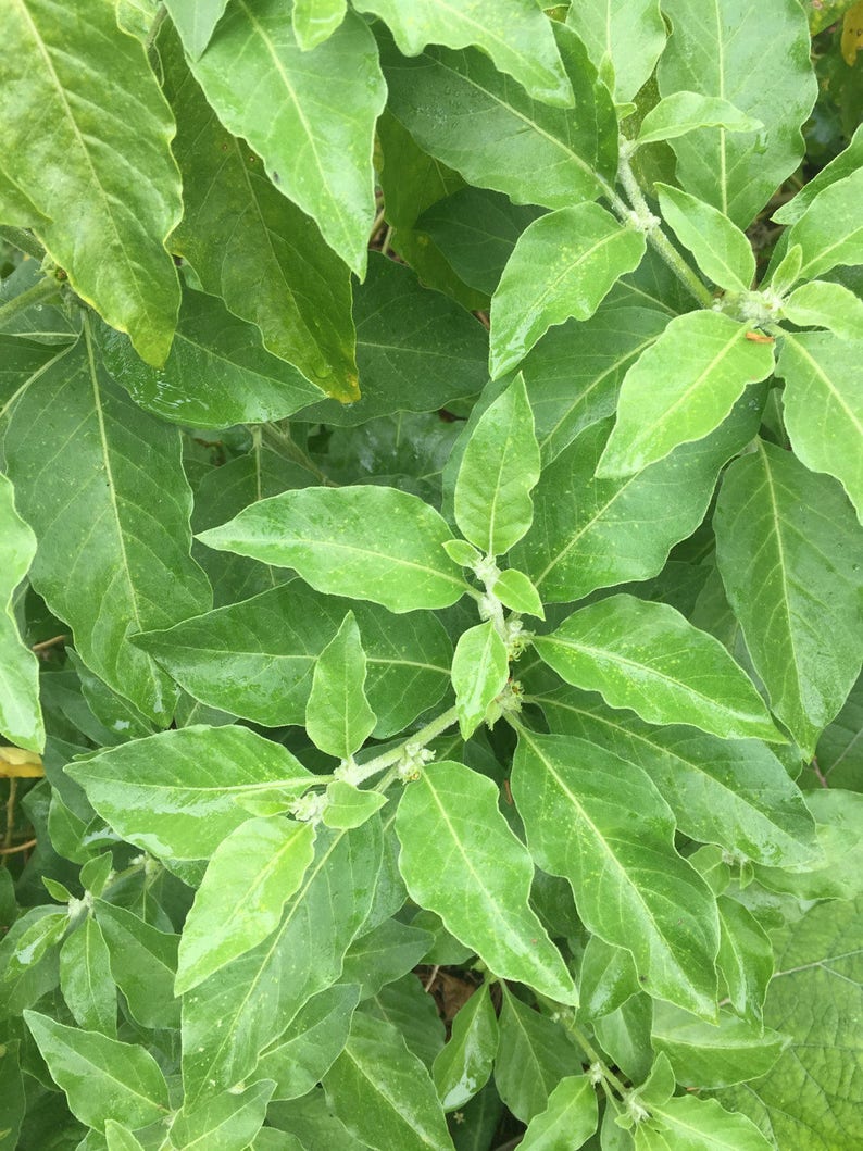 Peut inclure: Gros plan sur une plante verte feuillue &agrave; la surface textur&eacute;e. Les feuilles sont dispos&eacute;es en grappe et ont une forme l&eacute;g&egrave;rement pointue.