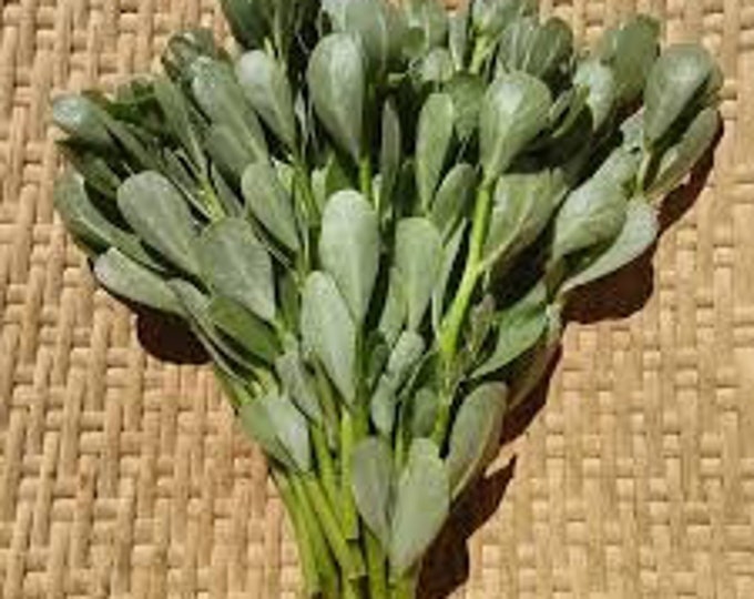 French Purslane “Green Leaf” Seed Pack, Organic, GMO Free, Heirloom, 100 seeds per pack