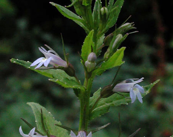 Lobelia, Indian Lobelia, Lobelia Inflata, Medicinal Seeds, Organic, 100 Seeds Per Pack, Heirloom Medicinal, Organically Grown