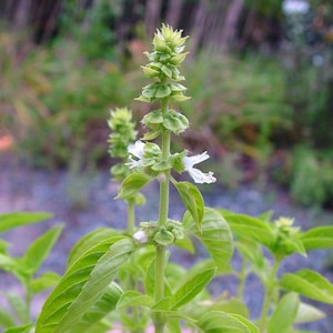 Kivumbasi Lime Basil, Ocimum Canum, Lamiaceae , Edible, Seeds, GMO Free, 50 seeds per pack, Heirloom image 3