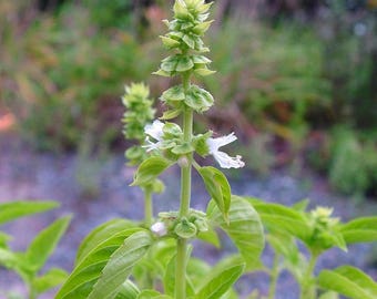 Basil, Kivumbasi Lime Basil, Ocimum Canum, Lamiaceae , Edible, Seeds, GMO Free, 50 seeds per pack, Heirloom