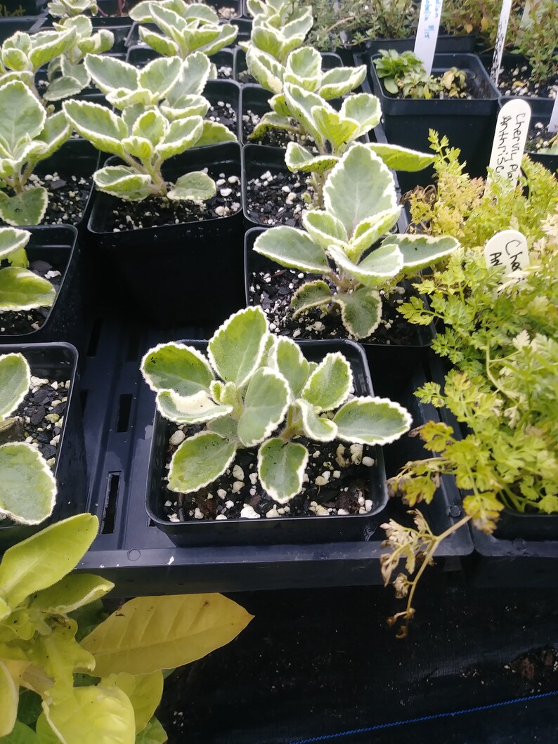 Cuban Oregano Variegated 4in Potted Plant Plectranthus Etsy
