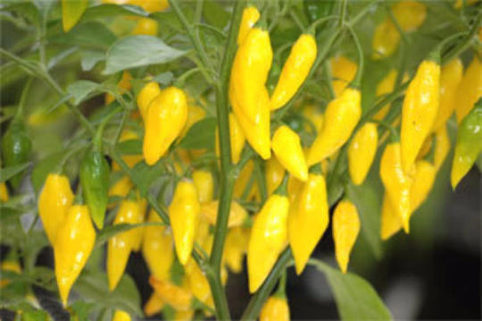 Pepper Seeds Lemon Drop Pepperpeppers Organic 20 Seeds per Etsy