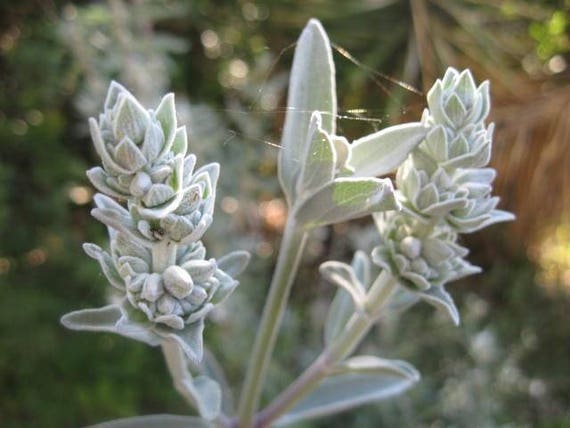 Salvia, Salvia Blanca, Salvia Apiana, Orgánica, 30 semillas por paquete,  Reliquia, Medicinal, Libre de OMG -  México