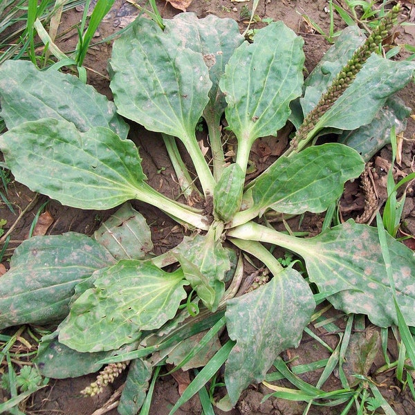 Plantain, Greater, Greater Plantain, Plantago major, 100 seeds per pack, Organic, Heirloom, GMO Free