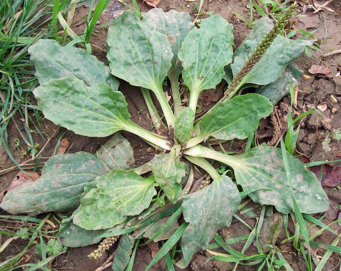 Plantain, Greater, Greater Plantain, Plantago major, 100 seeds per pack, Organic, Heirloom, GMO Free