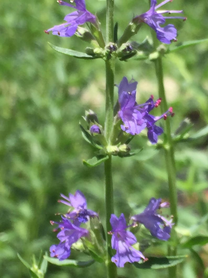 Medicinal Seedshyssop Hyssopus Officinalis Organic 150 Etsy