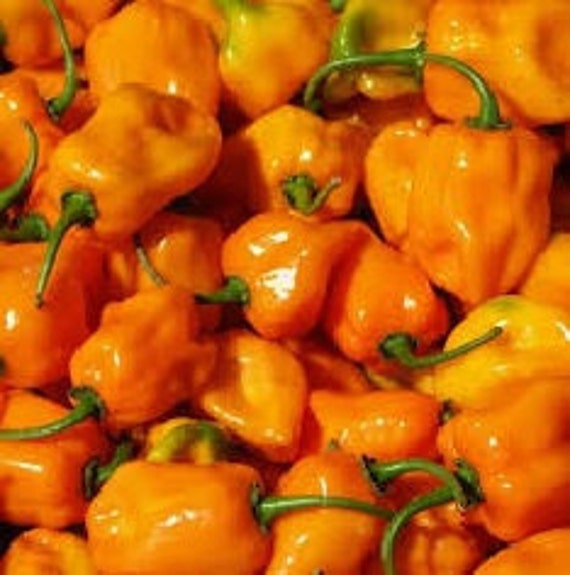 Gardeners Basics, Yellow Habanero Pepper Seeds For Planting 100 Heirloom Non-GMO Habanero Peppers Plant Seeds For Home Garden Vegetables Makes A