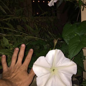 MoonFlower, Ipomoea Alba, Organic, 15 seeds per pack, Tropical white Morning Glory, Moon-vine, Medicinal, Heirloom image 1