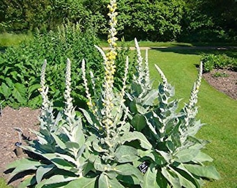 Mullein, Verbascum thapsus, Scrophulariaceae, 100 seeds per pack, Organic, GMO Free, Organic Heirloom Medicinal Plants, Organic