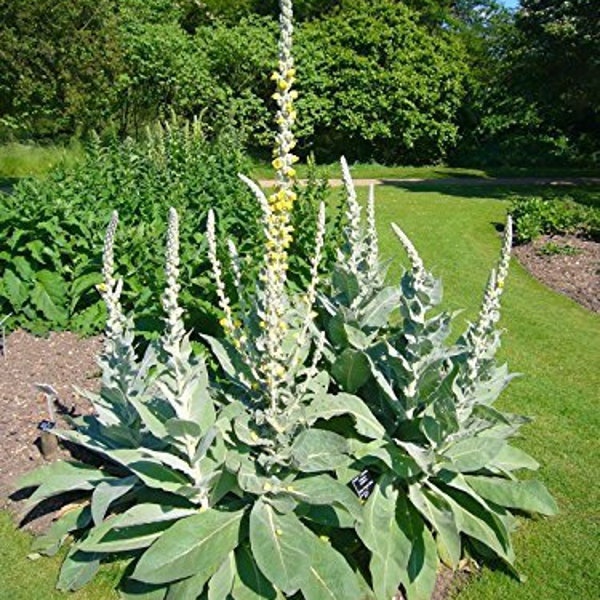 Live Organic Mullein Plants - Etsy