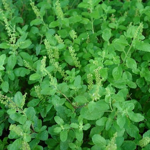 May include: A close-up of a patch of green holy basil plants with small white flowers.