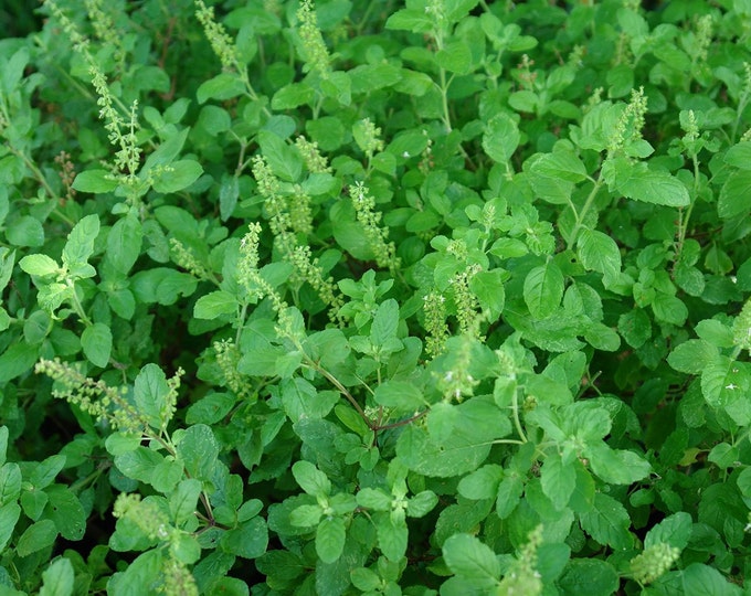 Rama Tulsi, Tulsi Seeds, Ocimum Sanctum, Organic, 30 Seeds Per Pack, Organic Seeds GMO Free, Tulsi Seeds, Organic Gardening,Medicinal Seeds