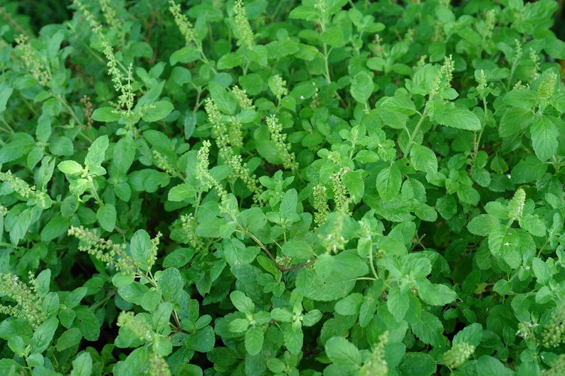 Rama Tulsi, Tulsi Seeds, Ocimum Sanctum, Organic, 30 Seeds Per Pack, Organic Seeds GMO Free, Tulsi Seeds, Organic Gardening,Medicinal Seeds image 1