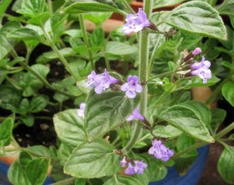 Nepetilla, calamintha nepeta, Semillas Medicinales, Orgánicas, 50 semillas por paquete, Semillas Heirloom, Sin OGM