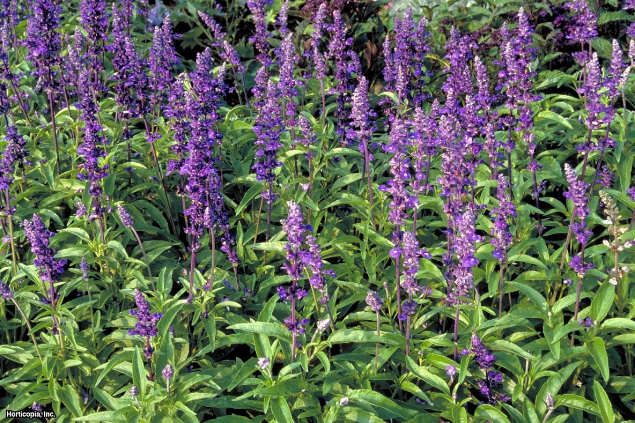 chia-salvia-hispanica-organic-4in-potted-plant-organic-etsy