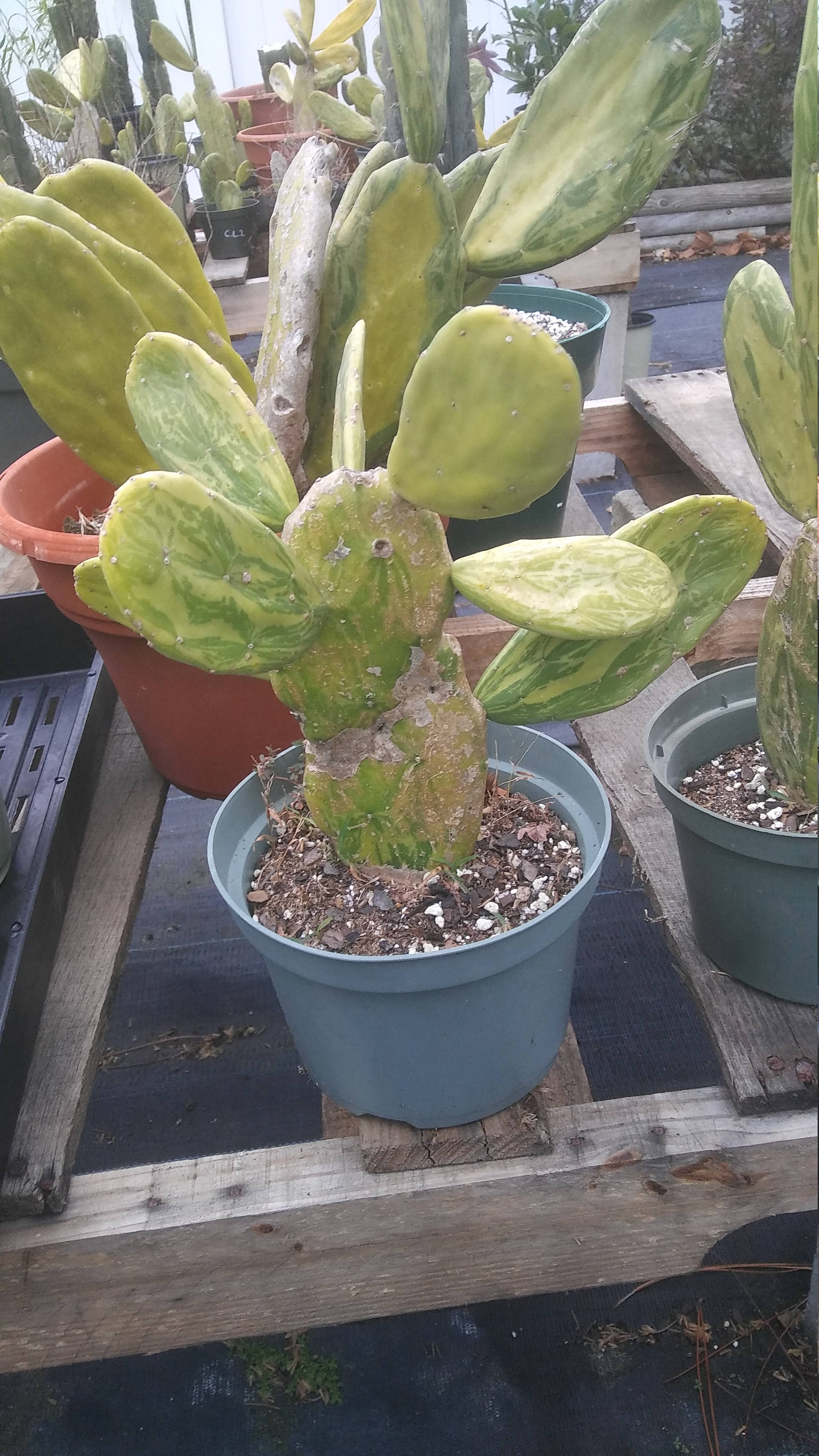 Cactus Variegated Opuntia Cactus Organic 6in Round Potted Etsy